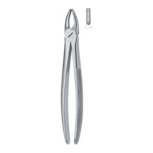 Incisors And Bicuspids 1